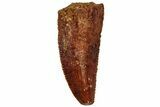 Serrated, Raptor Tooth - Real Dinosaur Tooth #216553-1